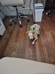 Lost Female Dog last seen Frankford ave, Philadelphia, PA 19135