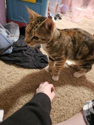 Found/Stray Female Cat last seen Near 32nd pl Salem or 97301, Salem, OR 97301