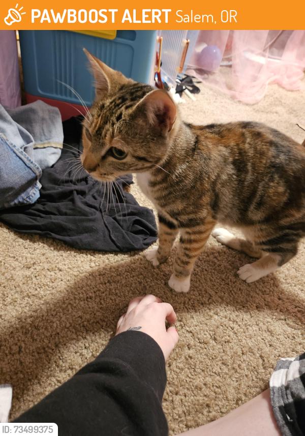 Found/Stray Female Cat last seen Near 32nd pl Salem or 97301, Salem, OR 97301
