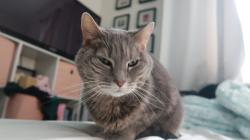 Lost Female Cat last seen Fairview park, Springfield, IL 62702