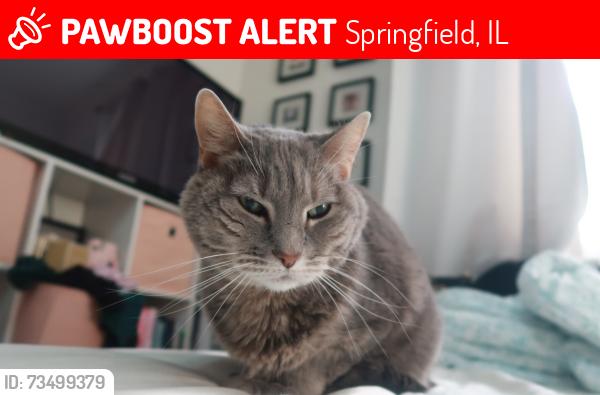 Lost Female Cat last seen Fairview park, Springfield, IL 62702