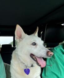 Lost Male Dog last seen Willard Norris & Legrande ct, Milton, FL 32570