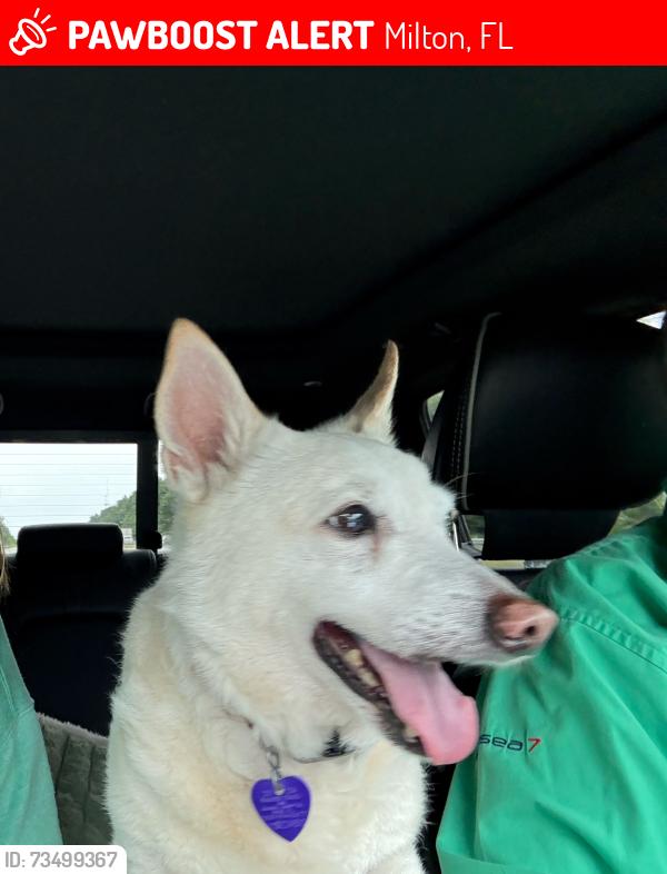 Lost Male Dog last seen Willard Norris & Legrande ct, Milton, FL 32570