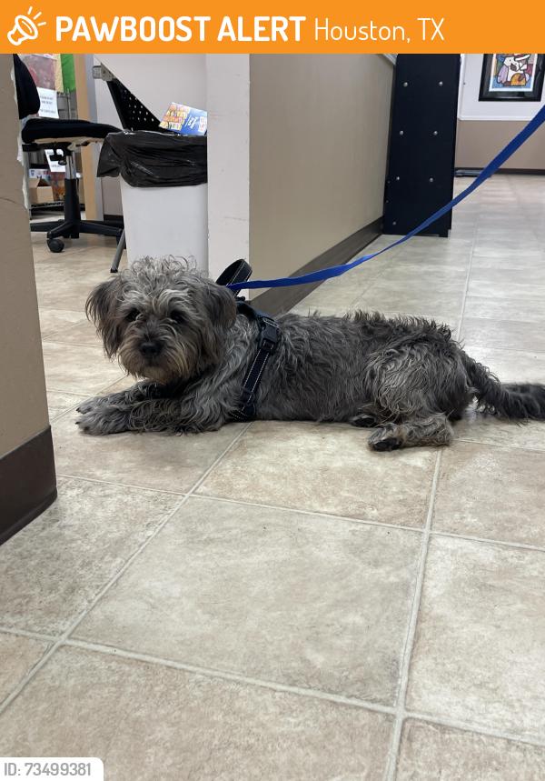 Found/Stray Male Dog last seen Laurel Creek Way St, Houston, TX 77017