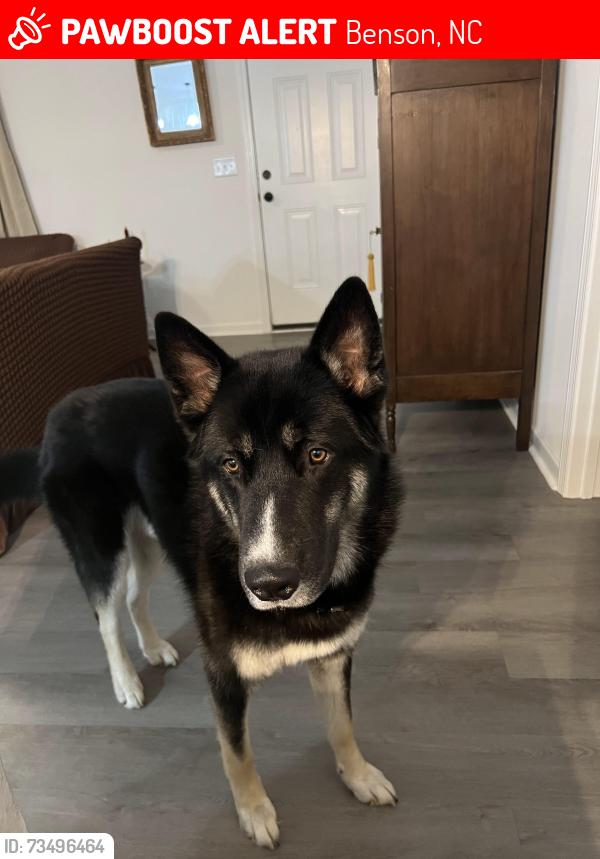 Lost Male Dog last seen Mamie Rd, Benson NC, Benson, NC 27504