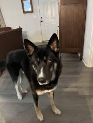 Lost Male Dog last seen Mamie Rd, Benson NC, Benson, NC 27504