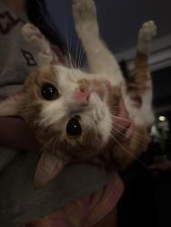 Reunited Male Cat last seen Lear Nagle, North Ridgeville, OH 44039