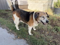 Reunited Female Dog last seen Larch and randall, Bloomington, CA 92316