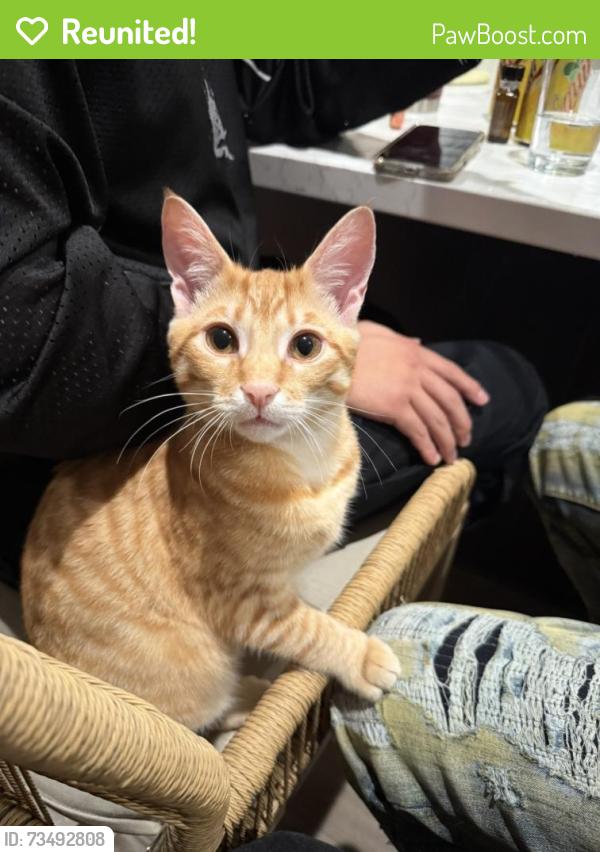 Reunited Male Cat last seen Near Delta Vw Ave, Sacramento, CA 95832, USA, Sacramento, CA 95832
