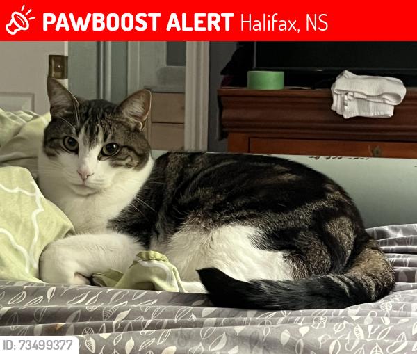 Lost Male Cat last seen Tremont drive, Halifax, NS 