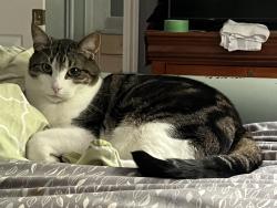 Lost Male Cat last seen Tremont drive, Halifax, NS 