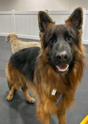 Lost Male Dog last seen Wildwood Regional Park, Thousand Oaks, CA 91360., Thousand Oaks, CA 91360