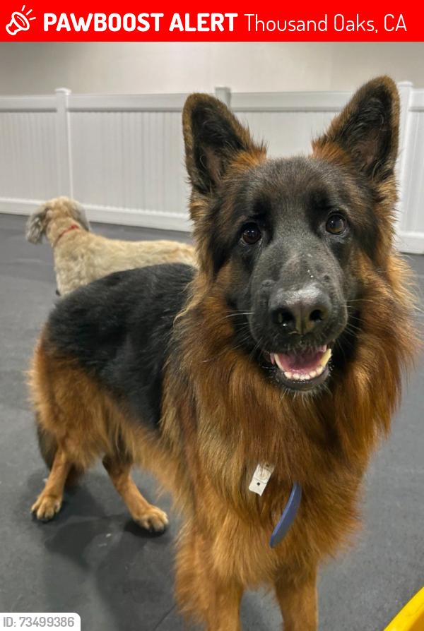 Lost Male Dog last seen Wildwood Regional Park, Thousand Oaks, CA 91360., Thousand Oaks, CA 91360