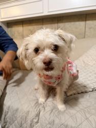Lost Female Dog last seen Emory green st, Williamsburg Parish, TX 77493