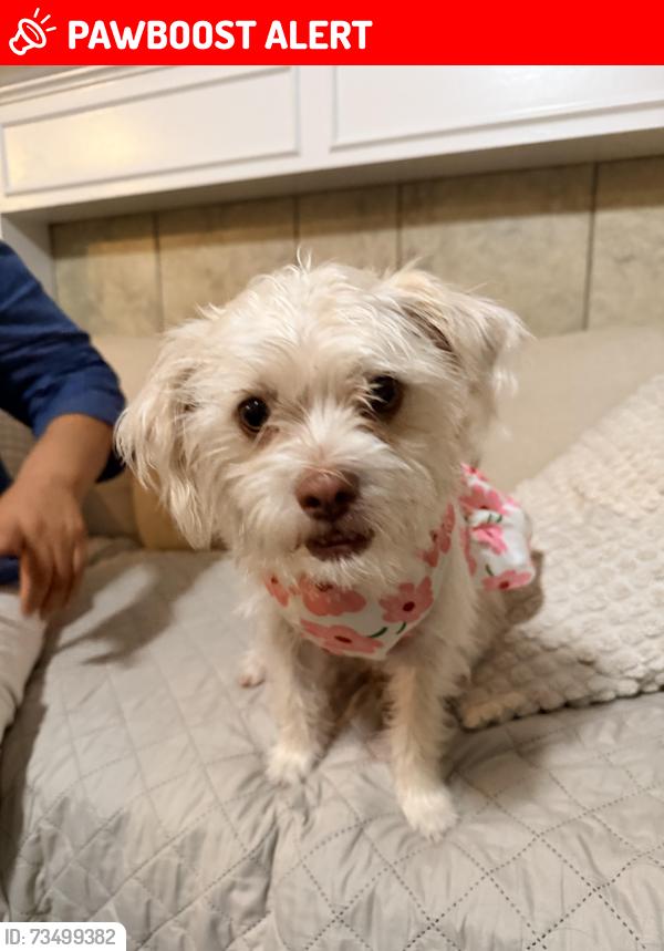 Lost Female Dog last seen Emory green st, Williamsburg Parish, TX 77493