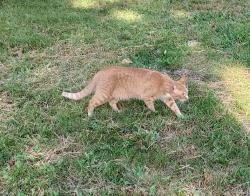 Reunited Unknown Cat last seen Between Cedar and Old Shakopee in East Bloomington, Bloomington, MN 55425