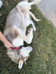 Found/Stray Female Dog last seen Conestee Park, Mauldin, SC 29662