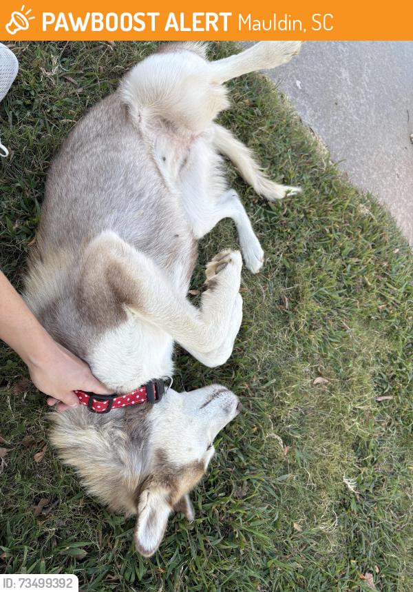 Found/Stray Female Dog last seen Conestee Park, Mauldin, SC 29662