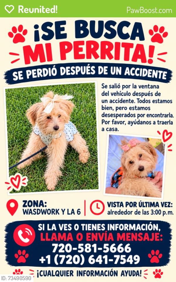 Reunited Female Dog last seen wasworld blvd, Lakewood, CO 80215