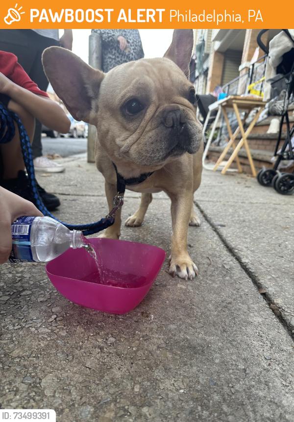 Found/Stray Male Dog last seen 4st Porter, Philadelphia, PA 19148