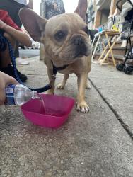 Found/Stray Male Dog last seen 4st Porter, Philadelphia, PA 19148