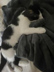 Reunited Male Cat last seen Métro sauvé, Montréal, QC H3L 2E2