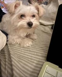 Reunited Female Dog last seen Holt Blvd, Ontario, CA, USA, Ontario, CA 91764