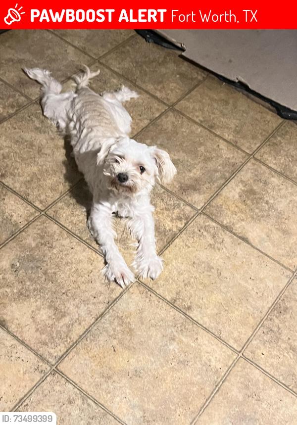 Lost Male Dog last seen Park plaza apt, Fort Worth, TX 76116