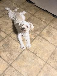 Lost Male Dog last seen Park plaza apt, Fort Worth, TX 76116