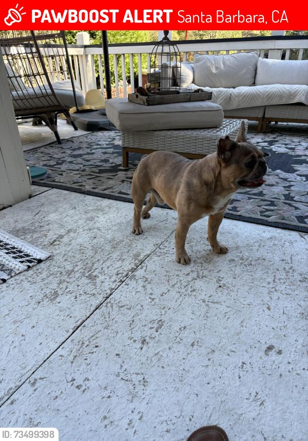 Lost Male Dog last seen Arellaga street, Santa Barbara, CA 93101