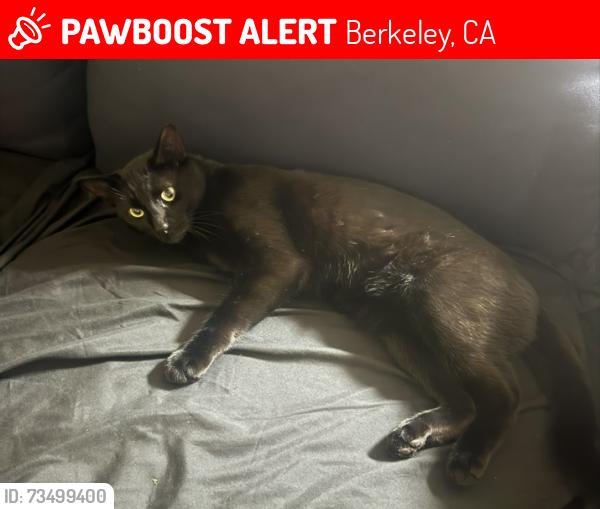 Lost Male Cat last seen Across from People's Park on Dwight, Berkeley, CA 94704