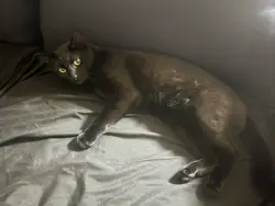 Lost Male Cat last seen Across from People's Park on Dwight, Berkeley, CA 94704
