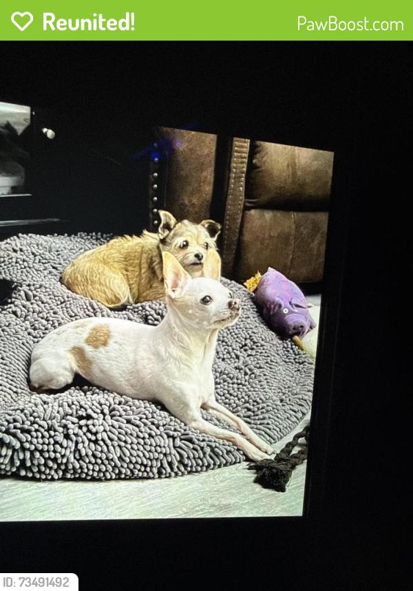 Reunited Male Dog last seen Harry and Greenwich, Wichita, KS 67207