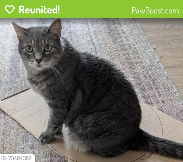 Reunited Male Cat last seen Glenmar Ave and Stillwater Ave, Mahtomedi, MN 55115