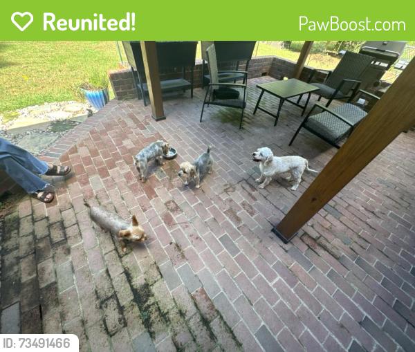 Reunited Female Dog last seen Nichole Lane, Rocky Mount, NC 27803