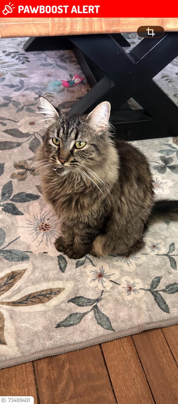 Lost Female Cat last seen Queen & cedar street, Asphodel-Norwood, ON K0L 2V0