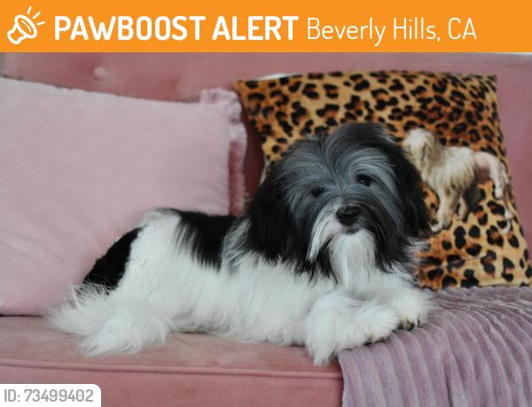 Found/Stray Male Dog last seen Beverly Hills, CA 90210, Beverly Hills, CA 90210