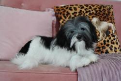 Found/Stray Male Dog last seen Beverly Hills, CA 90210, Beverly Hills, CA 90210