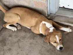Found/Stray Female Dog last seen Acushnet Drive, Corpus Christi, TX 78413