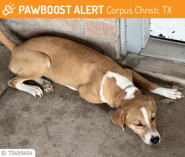 Found/Stray Female Dog last seen Acushnet Drive, Corpus Christi, TX 78413