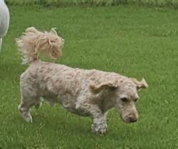 Reunited Male Dog last seen Old Mill Rd, Castle Hayne, NC 28429