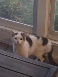 Found/Stray Unknown Cat last seen 7th and Terrace ave NW, Meyers Lake, OH 44708