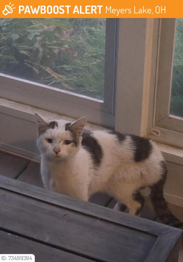 Found/Stray Unknown Cat last seen 7th and Terrace ave NW, Meyers Lake, OH 44708