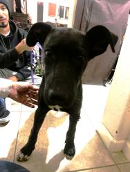 Found/Stray Male Dog last seen w grant line rd, Tracy, CA 95377