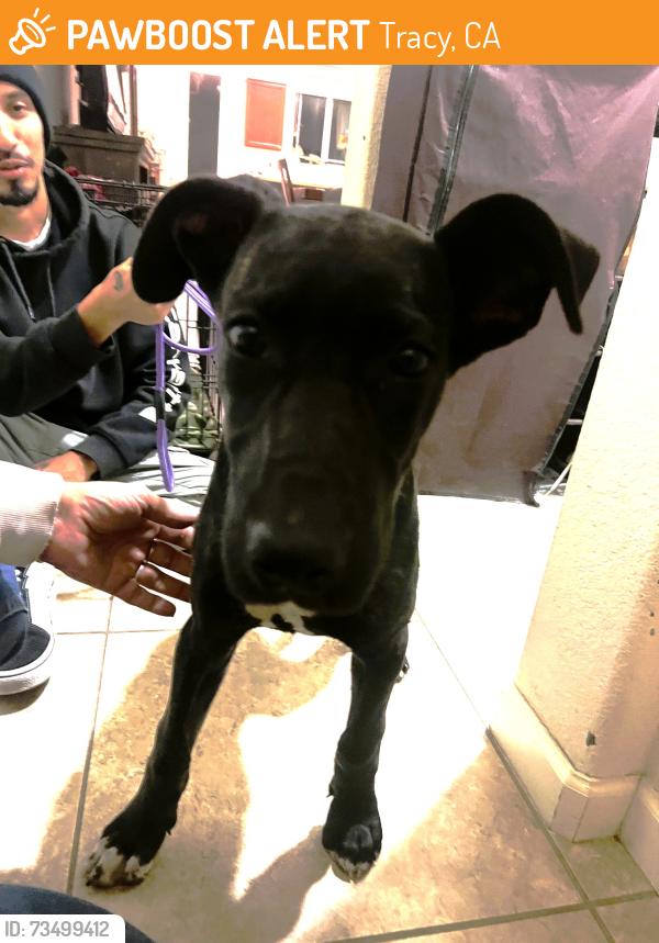Found/Stray Male Dog last seen w grant line rd, Tracy, CA 95377