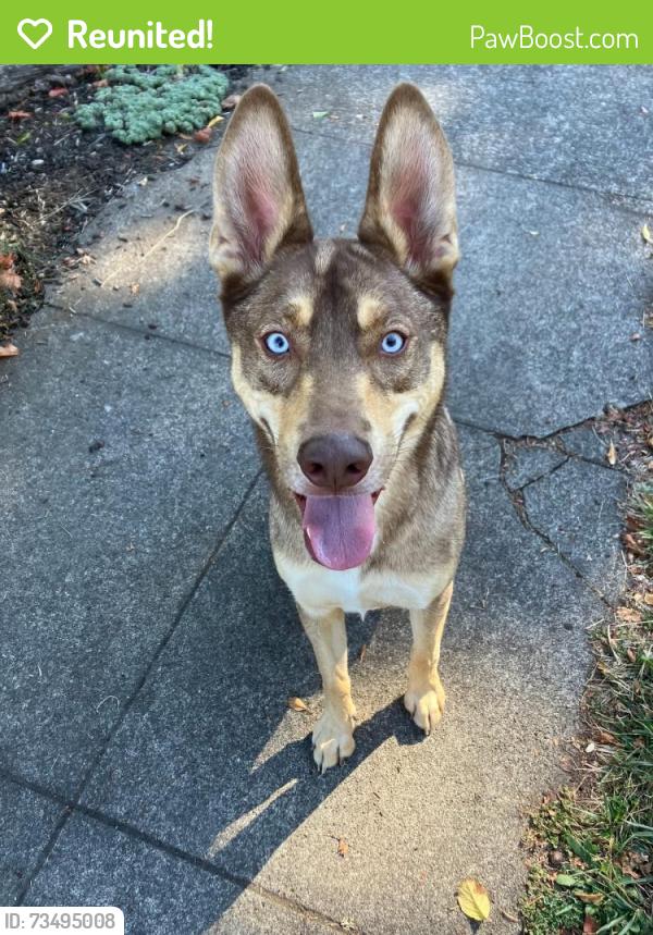 Reunited Male Dog last seen SE 64th and Division, Portland, OR 97206