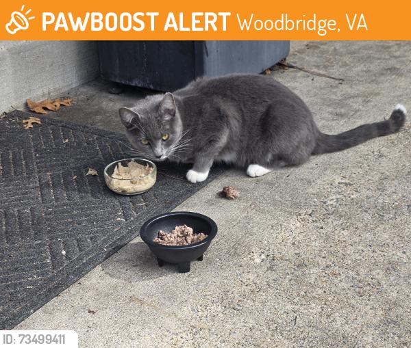 Found/Stray Female Cat last seen Dale blvd/ Ashdale, Woodbridge, VA 22193