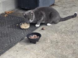 Found/Stray Female Cat last seen Dale blvd/ Ashdale, Woodbridge, VA 22193