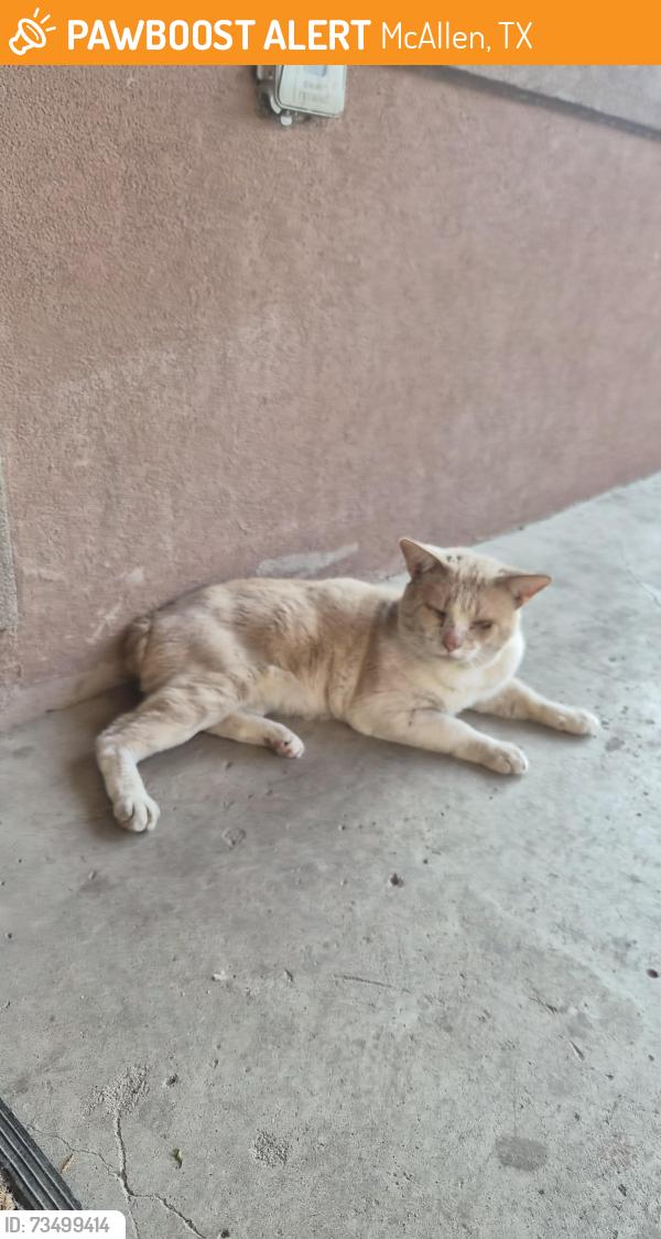 Found/Stray Unknown Cat last seen South mcallen, McAllen, TX 78501