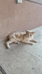 Found/Stray Unknown Cat last seen South mcallen, McAllen, TX 78501
